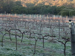 Lion Mill Vineyards - Australia Accommodation 1