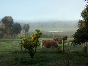 Lion Mill Vineyards - Australia Accommodation 2
