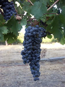 Lion Mill Vineyards - Australia Accommodation 3