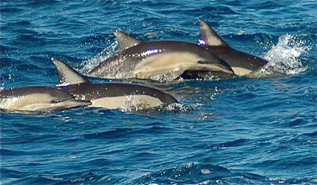 Dolphin Swim Australia - Australia Accommodation 0