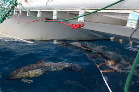 Dolphin Swim Australia - Australia Accommodation 1
