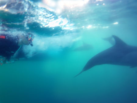 Dolphin Swim Australia - Australia Accommodation 2