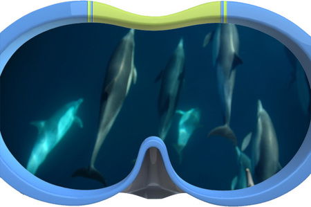 Dolphin Swim Australia - Australia Accommodation 3