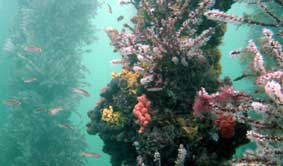 Underwater Sports Diving Centre - Australia Accommodation 2