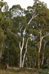 Heysen - The Cedars - Australia Accommodation 2
