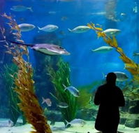 Melbourne Aquarium - Australia Accommodation
