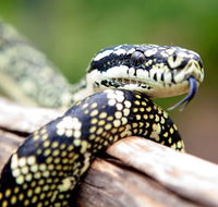 Reptile Encounters - Australia Accommodation