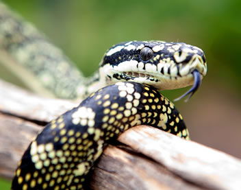 Reptile Encounters - Australia Accommodation 0
