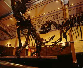 Australian Museum - Australia Accommodation 1