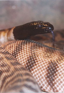 Armadale Reptile & Wildlife Centre - Australia Accommodation 4