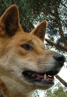 Armadale Reptile & Wildlife Centre - Australia Accommodation 5