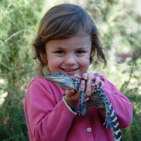 Australian Reptile Park - Australia Accommodation 2