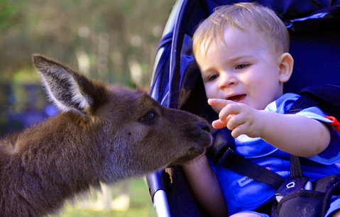 Australian Reptile Park - Australia Accommodation 6