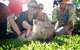 Australian Reptile Park - thumb 10