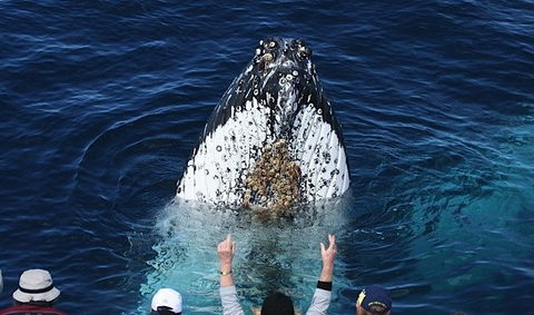 Spirit Of Gold Coast Whale Watching - Australia Accommodation 1
