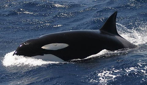 Spirit Of Gold Coast Whale Watching - Australia Accommodation 2