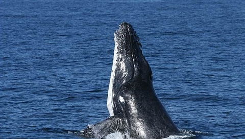 Spirit Of Gold Coast Whale Watching - Australia Accommodation 3