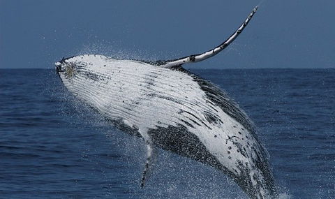 Spirit Of Gold Coast Whale Watching - Australia Accommodation 4