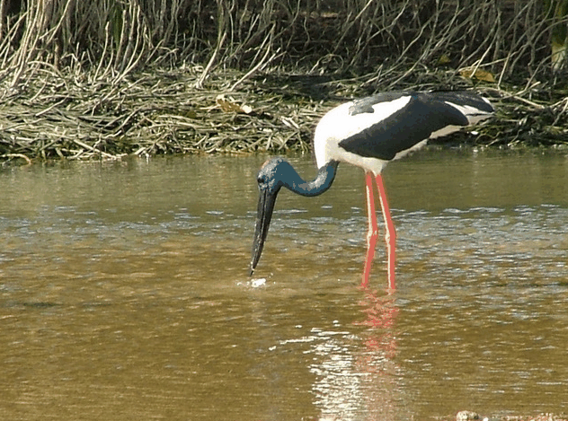 Bruce Belchers Daintree River Cruise - Australia Accommodation 2