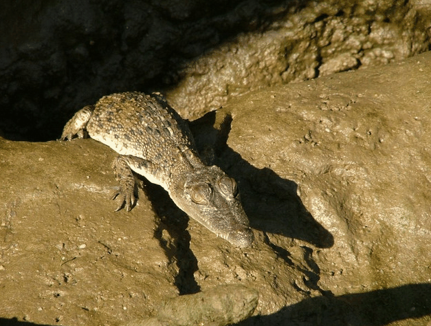 Bruce Belchers Daintree River Cruise - Australia Accommodation 3