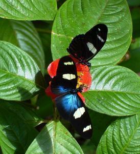 Butterfly Farm - Australia Accommodation 4