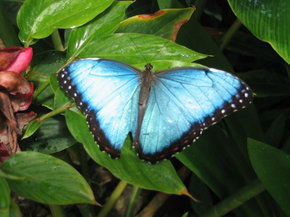Butterfly Farm - Australia Accommodation 5