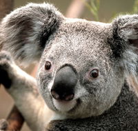Potoroo Palace - Australia Accommodation