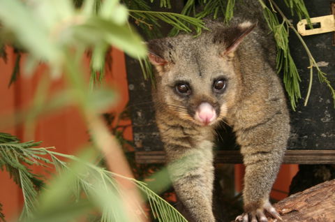 Potoroo Palace - Australia Accommodation 3