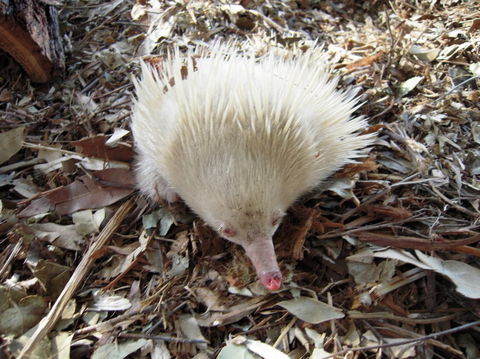 Potoroo Palace - Australia Accommodation 4