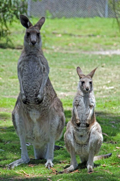 Potoroo Palace - Australia Accommodation 5
