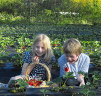 Blue Hills Berries  Cherries - Australia Accommodation
