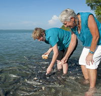 Aquascene Fish Feeding Sanctuary - Australia Accommodation