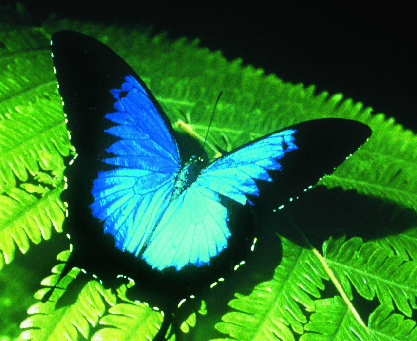 Australian Butterfly Sanctuary - Australia Accommodation