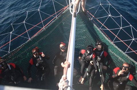 Dolphin Swim Australia - Australia Accommodation 4