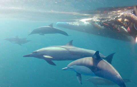 Dolphin Swim Australia - Australia Accommodation 5