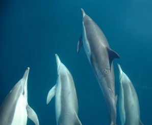 Dolphin Swim Australia - Australia Accommodation 6