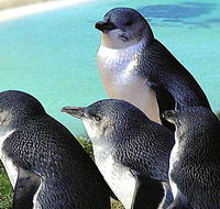 Rockingham Wild Encounters - Australia Accommodation