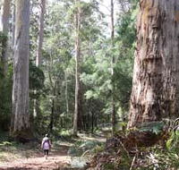 Warren River Loop Walk - Australia Accommodation