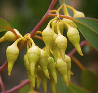 Mount Short Scenic Drive - Australia Accommodation