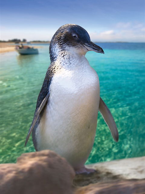 Penguin Island - Australia Accommodation 0