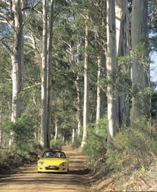 Scotsdale Tourist Drive - Australia Accommodation 0
