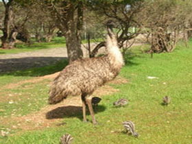 Ramsay SA Australia Accommodation