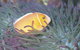 Rowley Shoals - thumb 0
