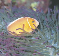 Rowley Shoals - Australia Accommodation