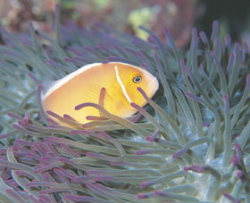 Rowley Shoals - Australia Accommodation 0