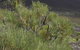 Lesueur Walk Trail, Mount Lesueur - thumb 0