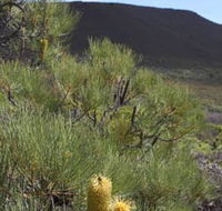 Lesueur Walk Trail Mount Lesueur - Australia Accommodation