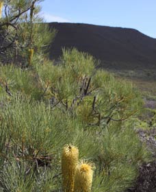 Lesueur Walk Trail, Mount Lesueur - Australia Accommodation 0