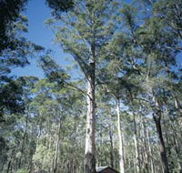 Diamond Tree Lookout Manjimup - Australia Accommodation