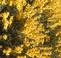 Dalwallinu Remnant Bushland - Australia Accommodation